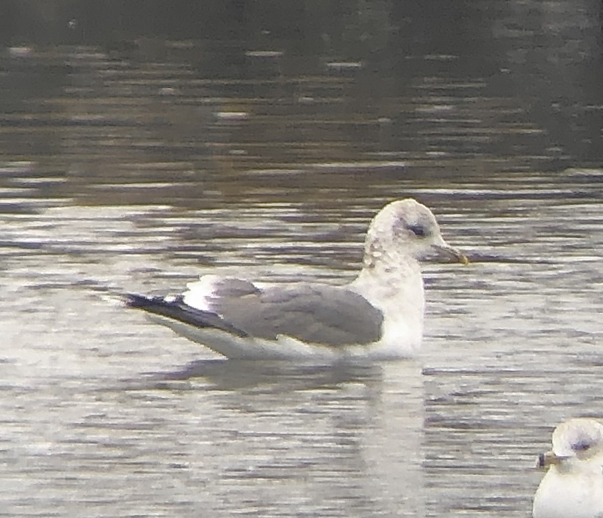 Common Gull (Kamchatka) - ML624695894