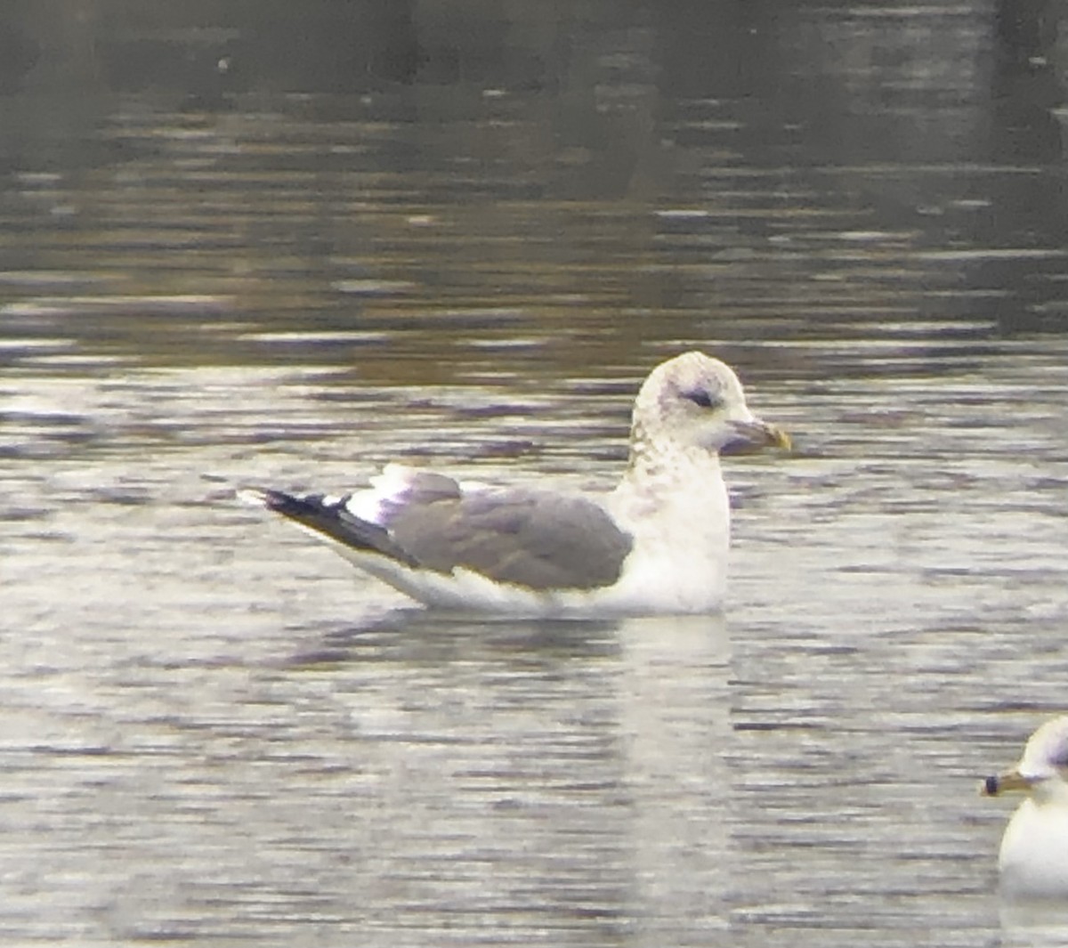 Common Gull (Kamchatka) - ML624695920