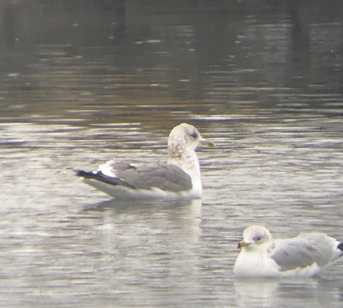 Common Gull (Kamchatka) - ML624695925