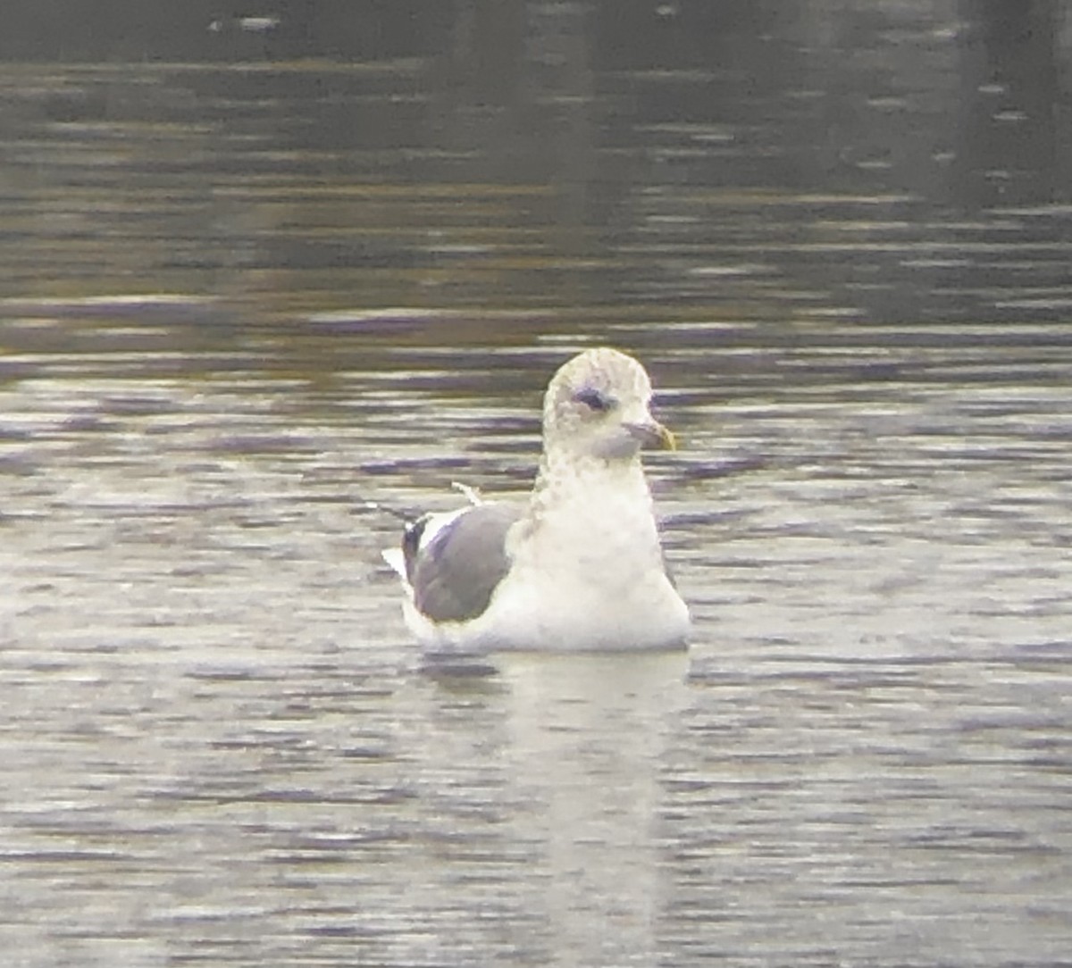 Common Gull (Kamchatka) - ML624695948