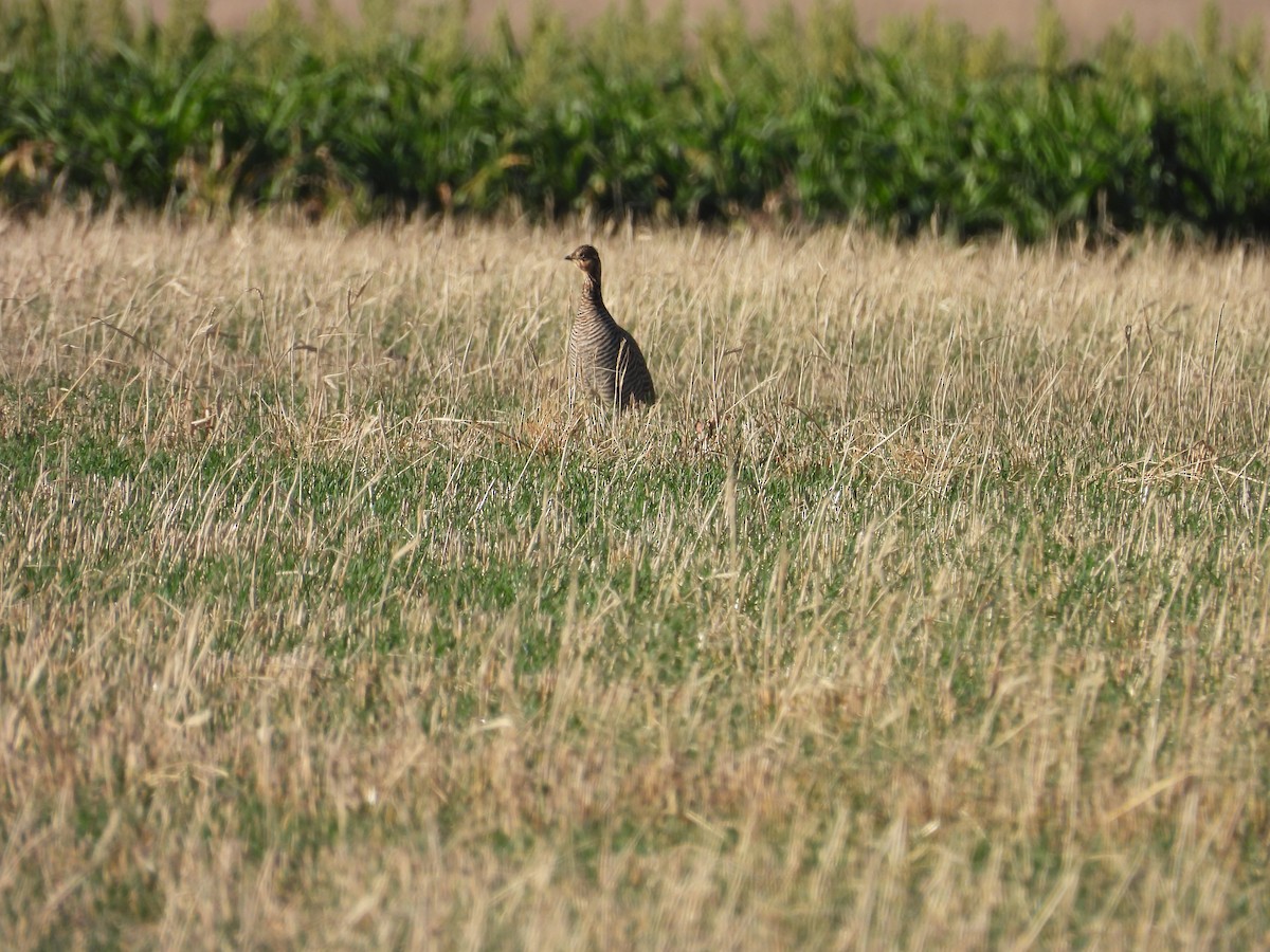 Tétras des prairies - ML624695963