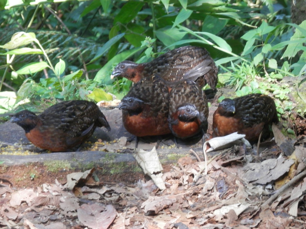 Rufous-breasted Wood-Quail - ML624696104