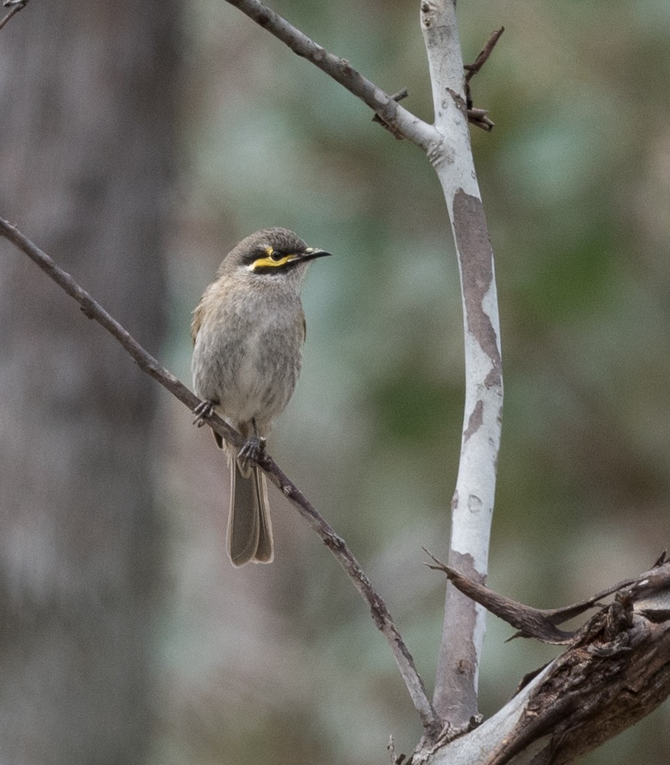 Yellow-faced Honeyeater - ML624696198