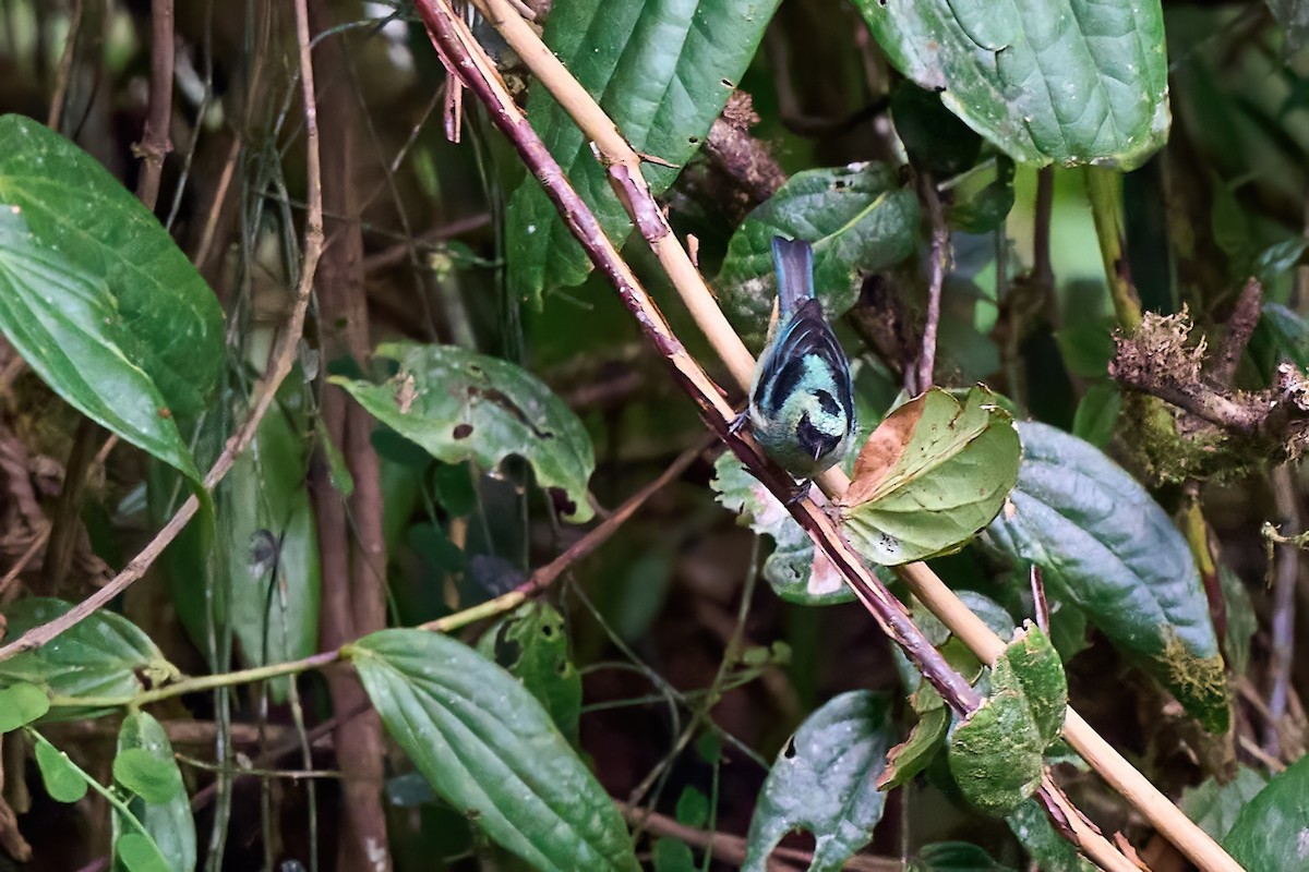 Metallic-green Tanager - ML624696204