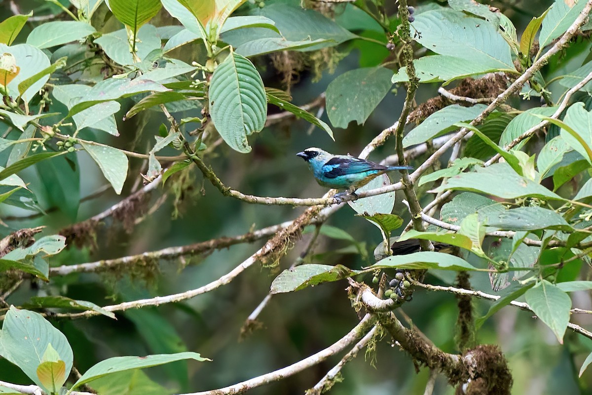 Metallic-green Tanager - ML624696207