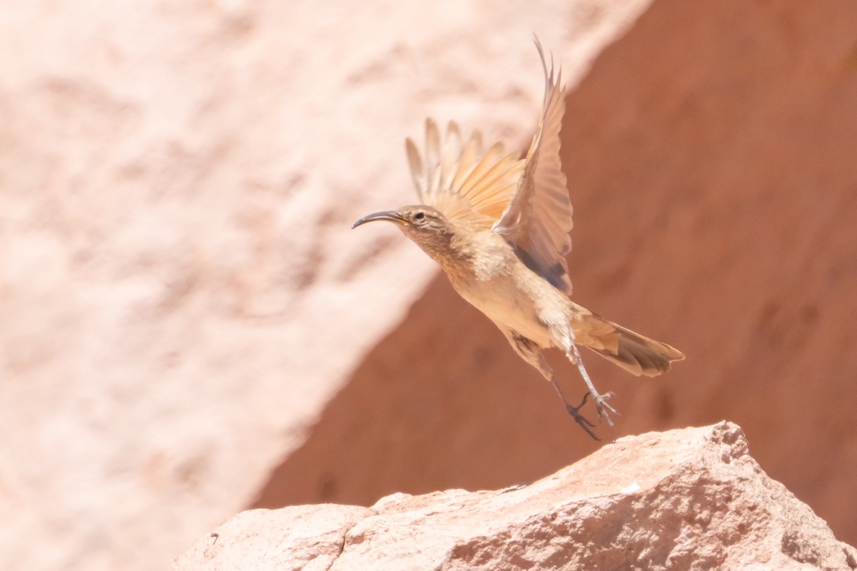 Scale-throated Earthcreeper - ML624696219