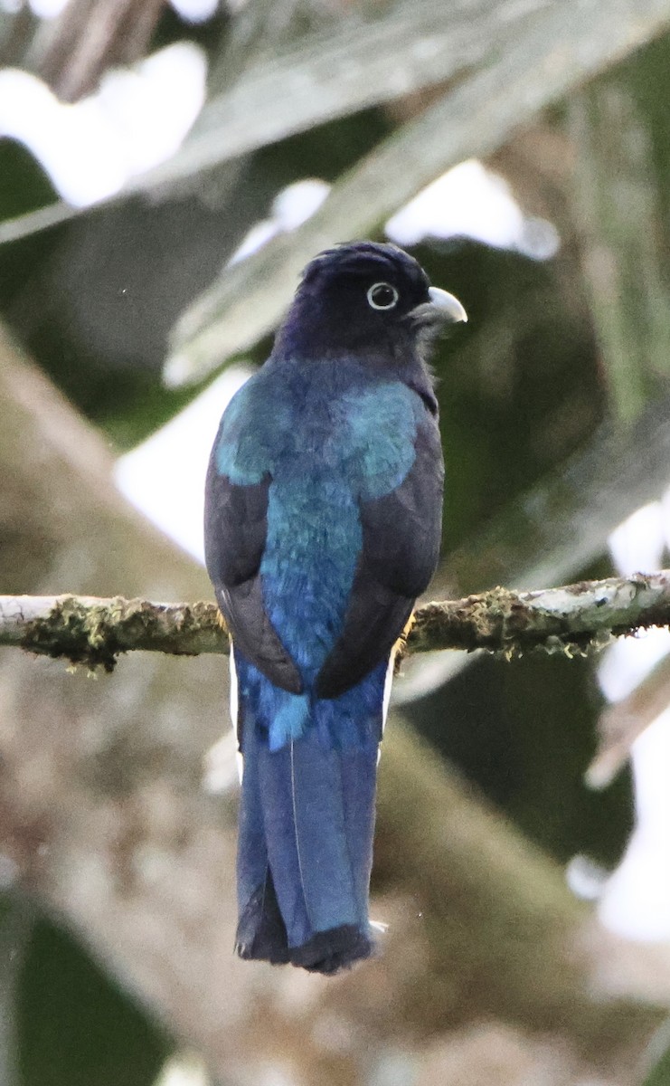 Trogon à queue blanche - ML624696267