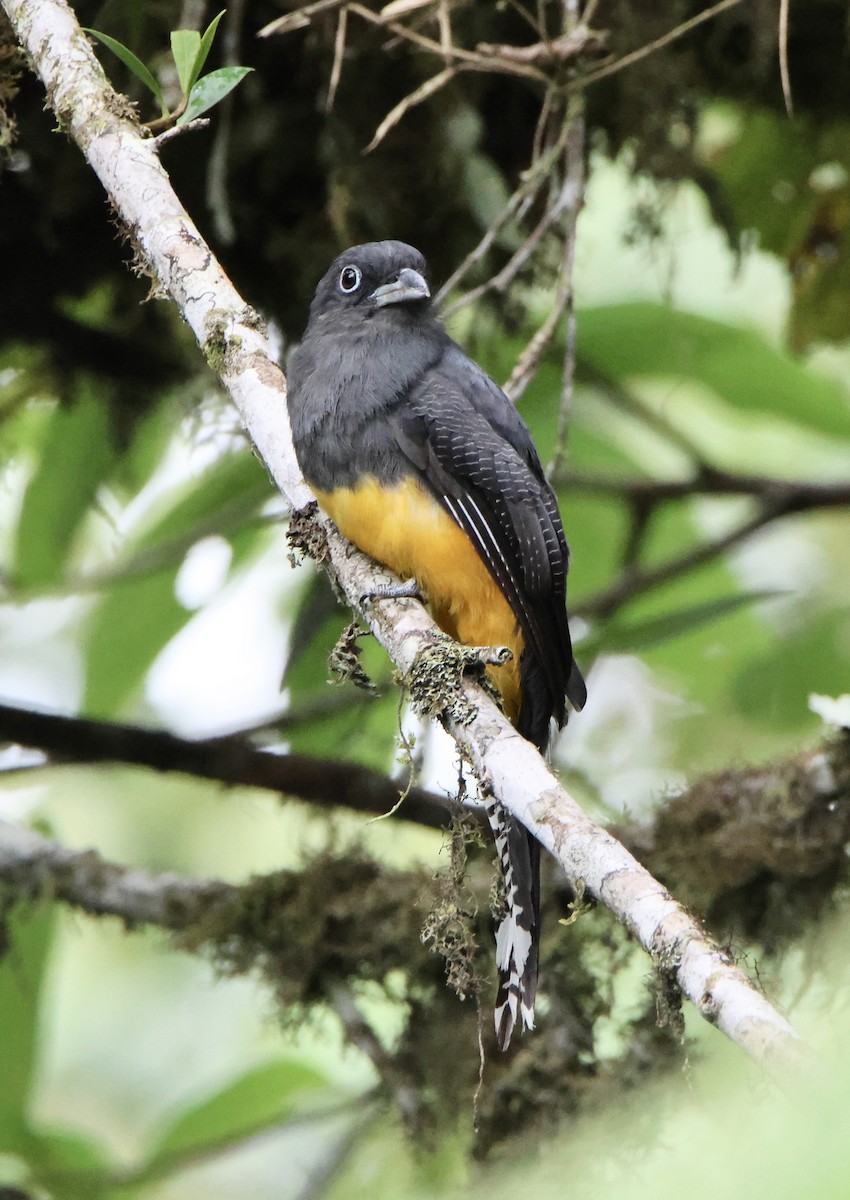 Trogon à queue blanche - ML624696268