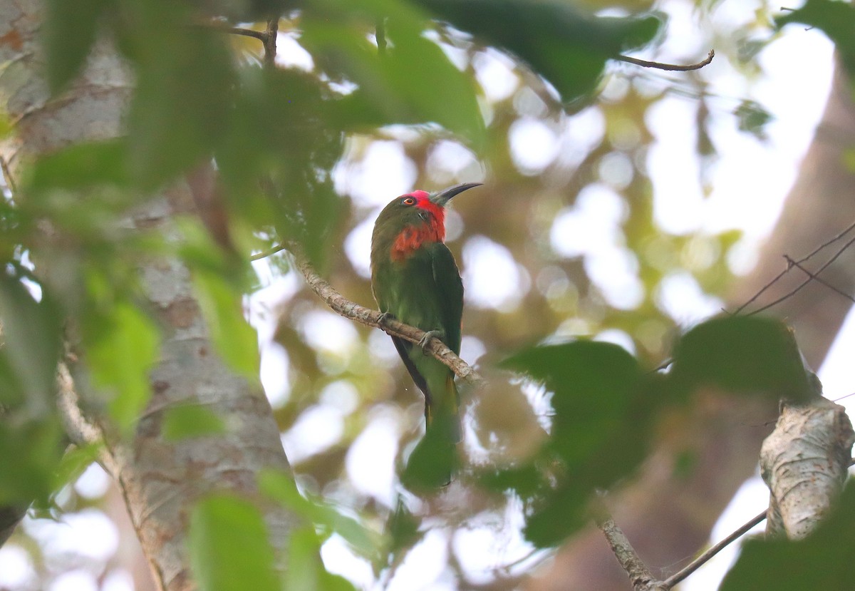 Red-bearded Bee-eater - ML624696301