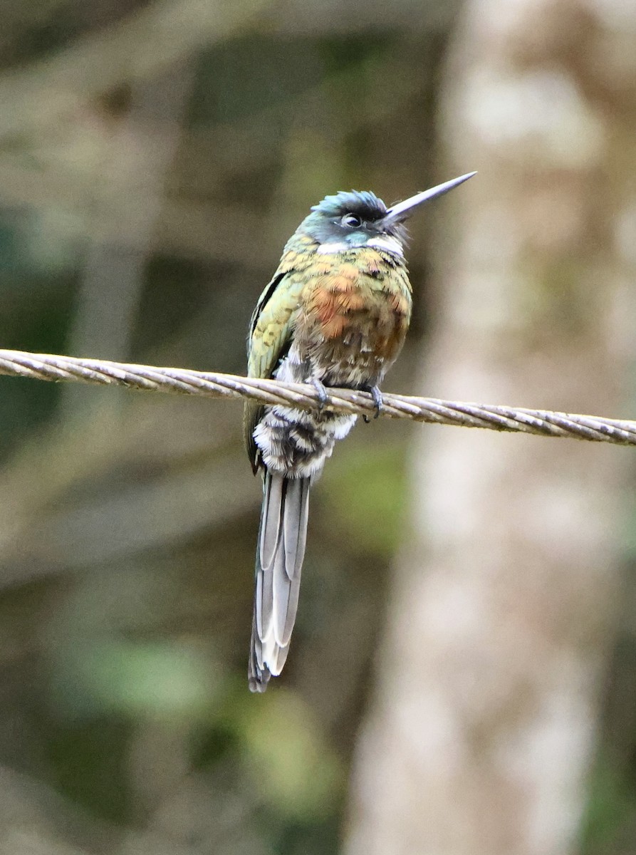 Jacamar violacé - ML624696309