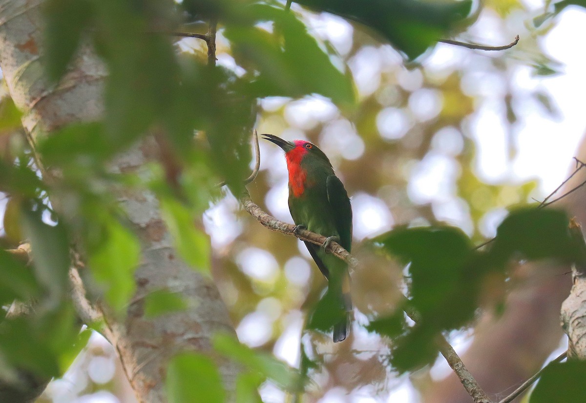 Red-bearded Bee-eater - ML624696428