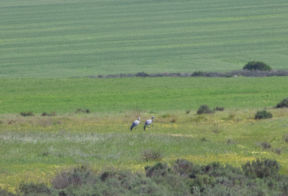 Blue Crane - ML624696571