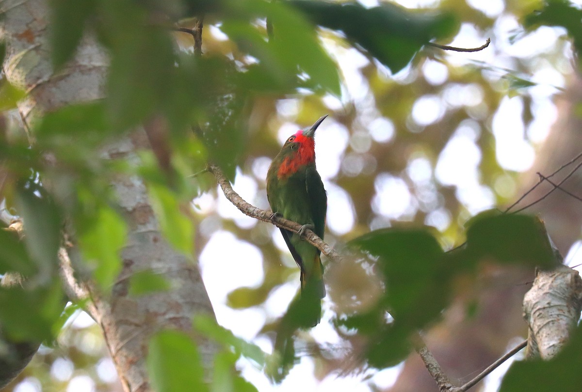 Red-bearded Bee-eater - ML624696586