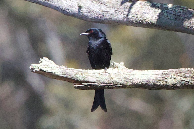 Fork-tailed Drongo - ML624696593