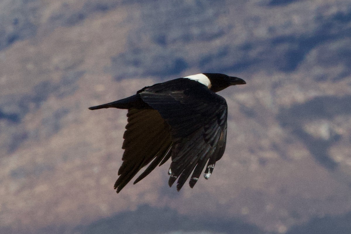 Pied Crow - ML624696597