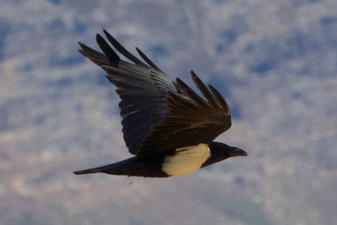 Pied Crow - ML624696598