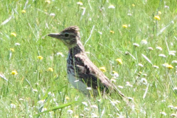 Large-billed Lark - ML624696606