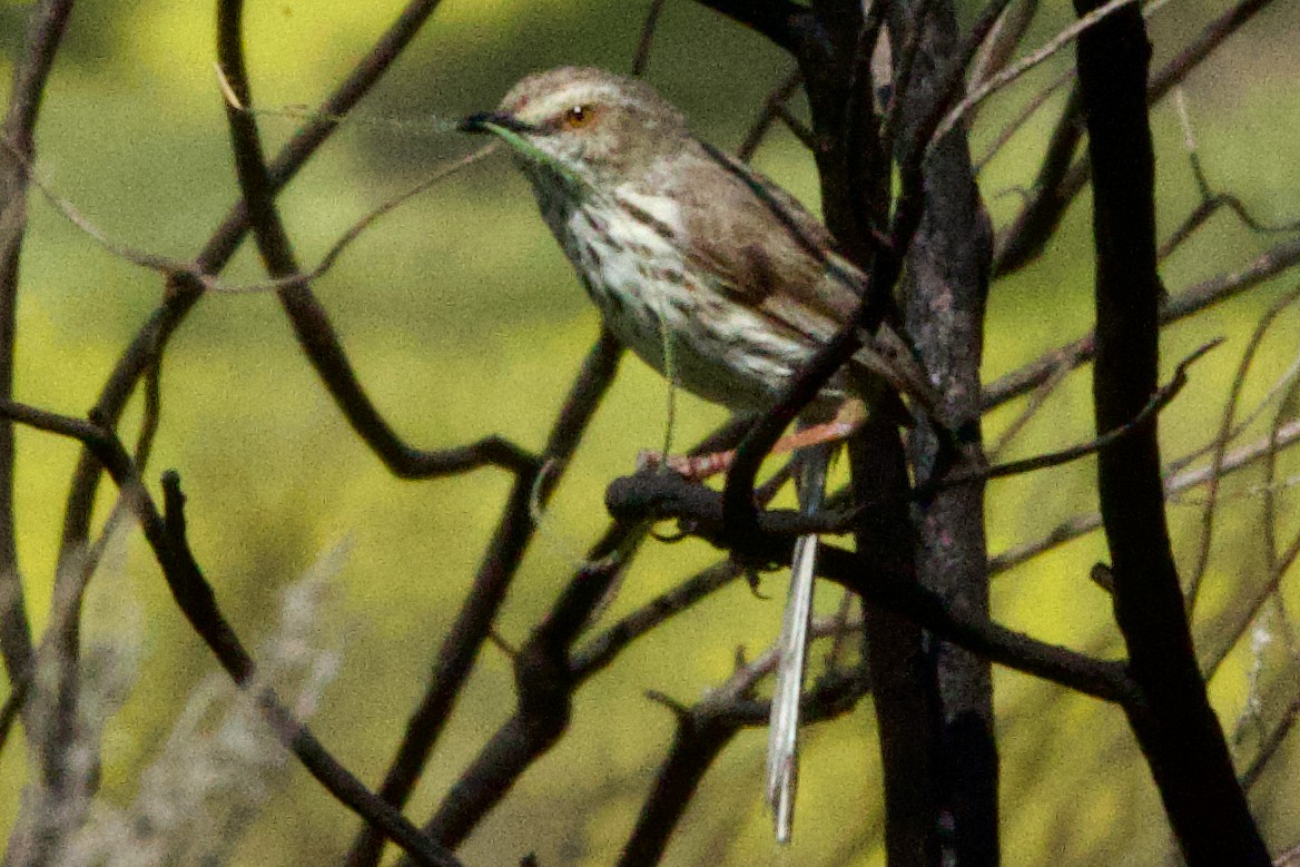 Karoo Prinia - ML624696615