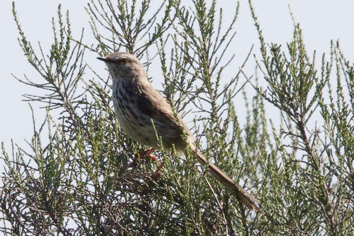 Karoo Prinia - ML624696616