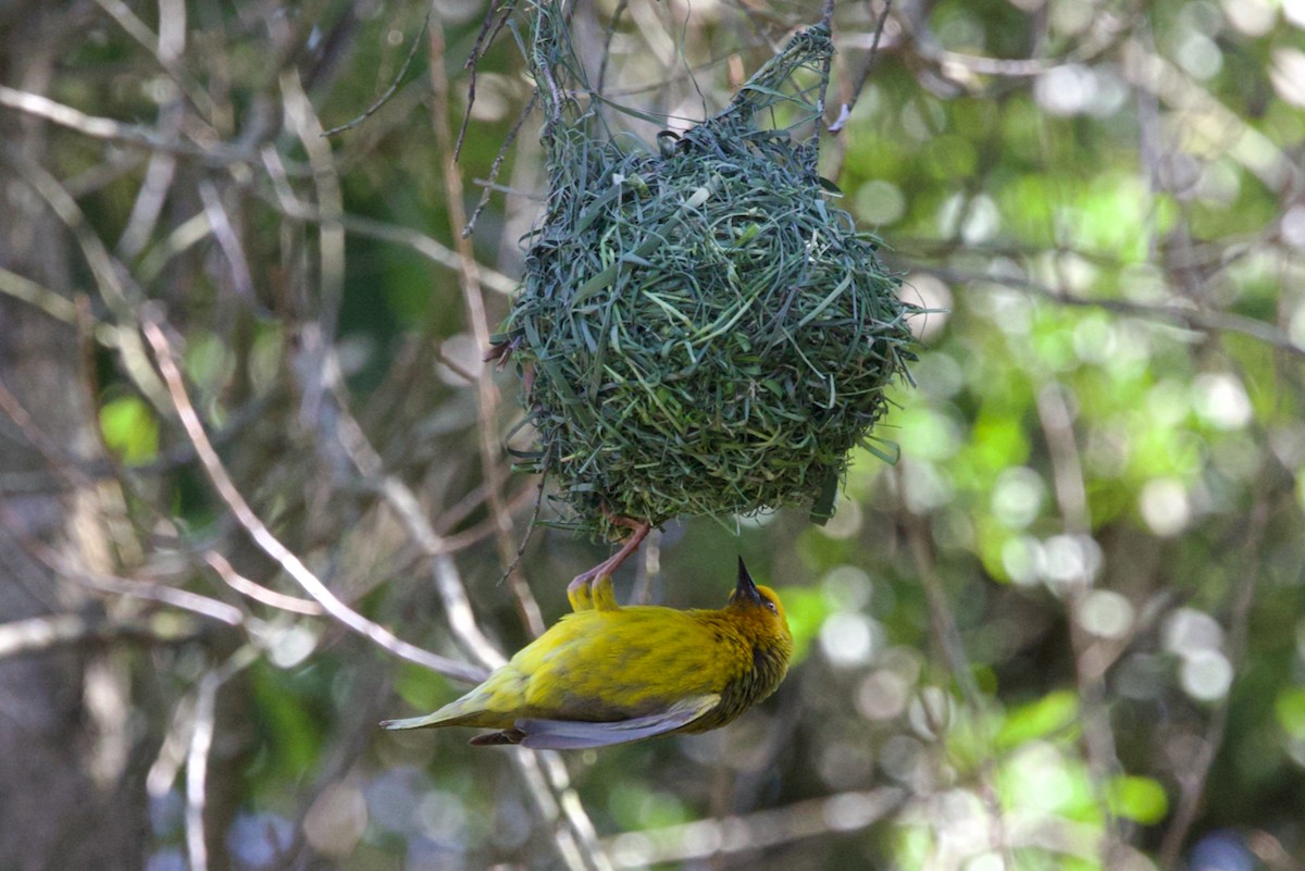 Cape Weaver - ML624696652