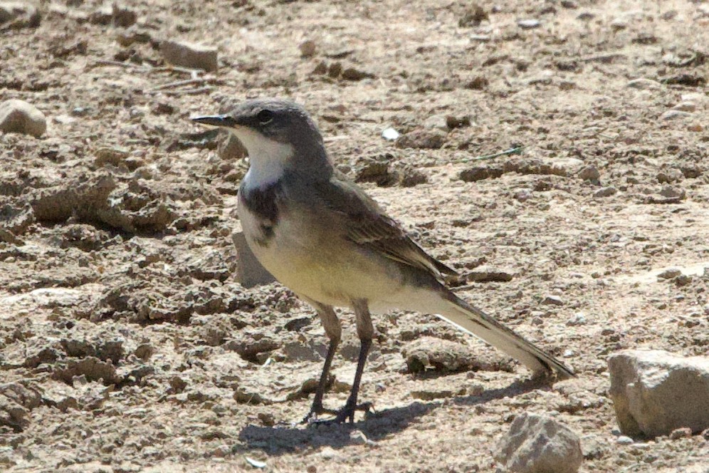 Cape Wagtail - ML624696688