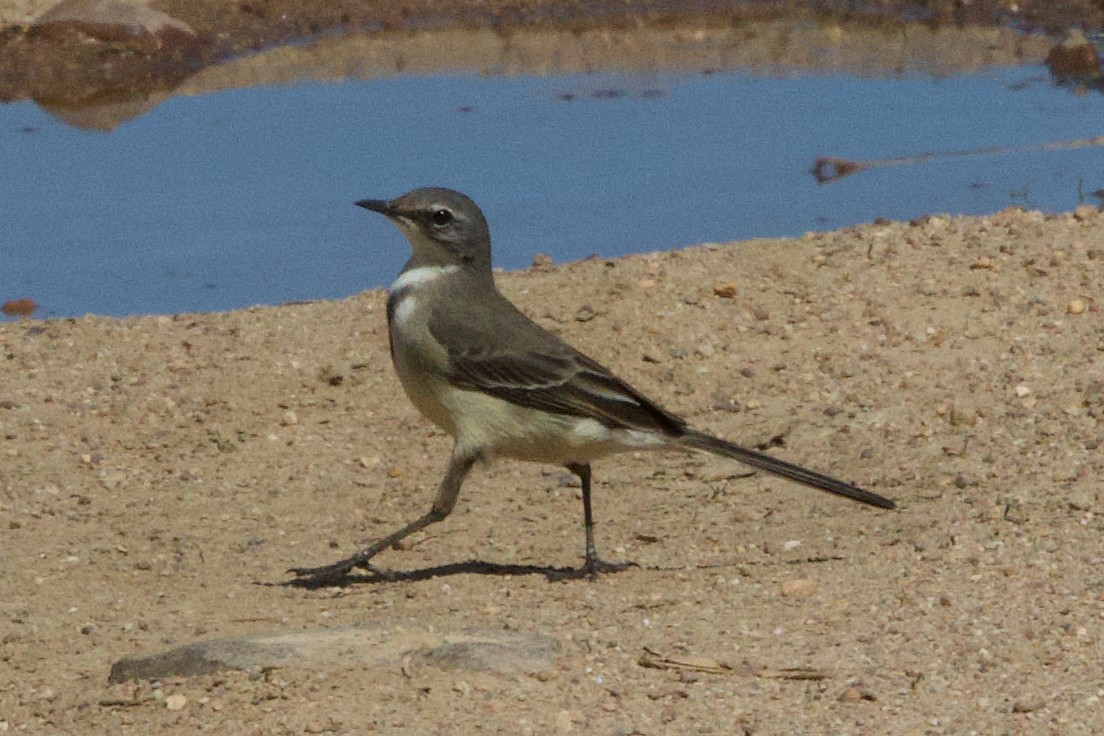 Cape Wagtail - ML624696689