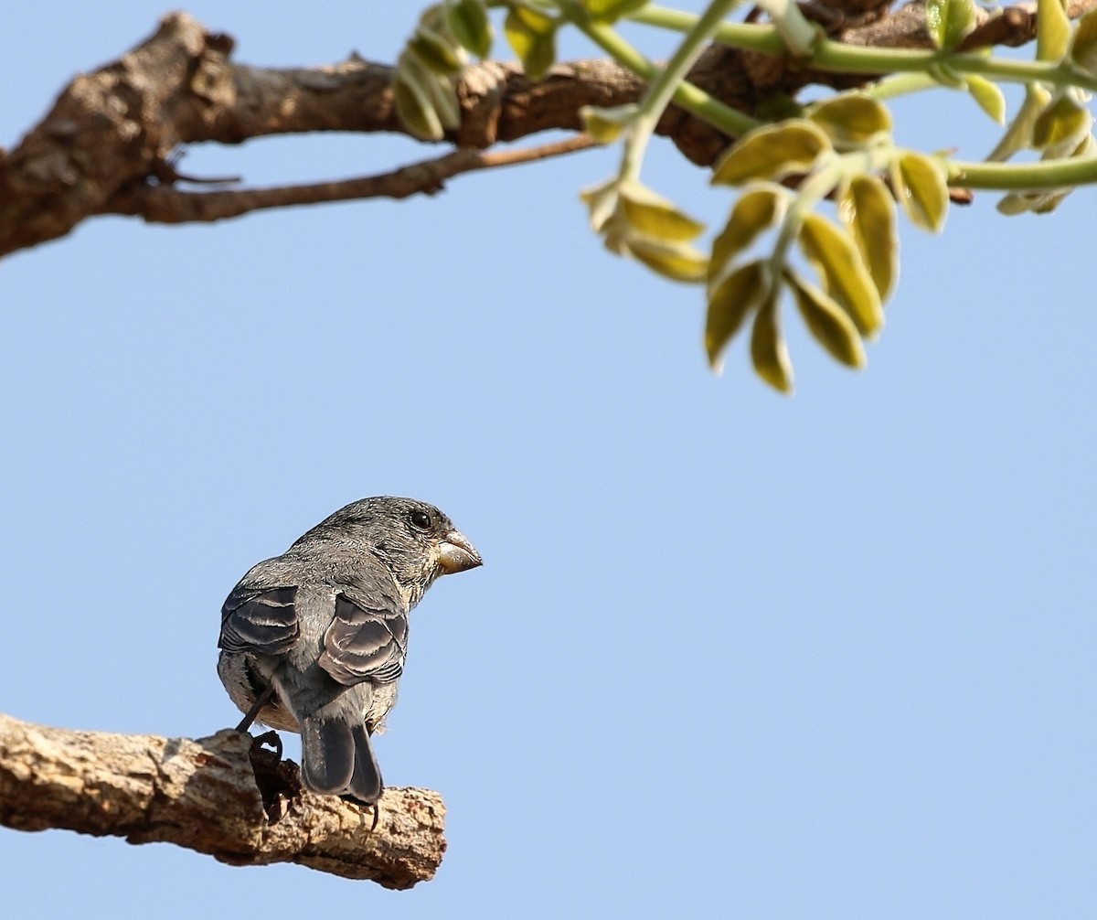 Plumbeous Seedeater - ML624696738