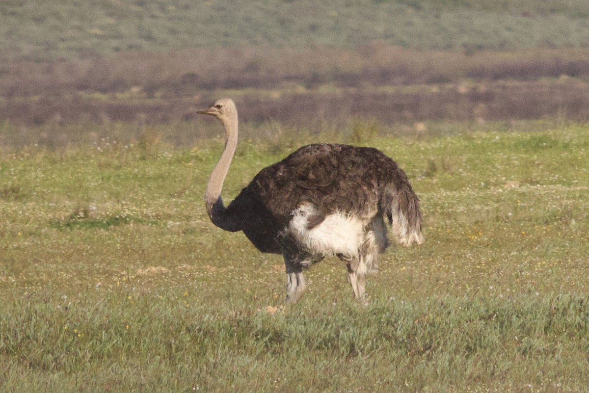Common Ostrich - ML624696842