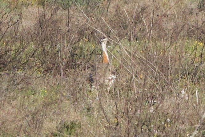 Denham's Bustard - ML624696851