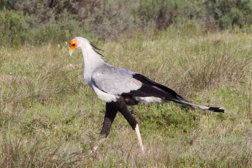 Secretarybird - ML624696870