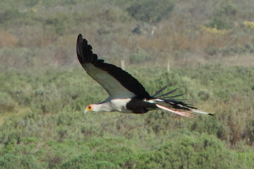 Secretarybird - ML624696871