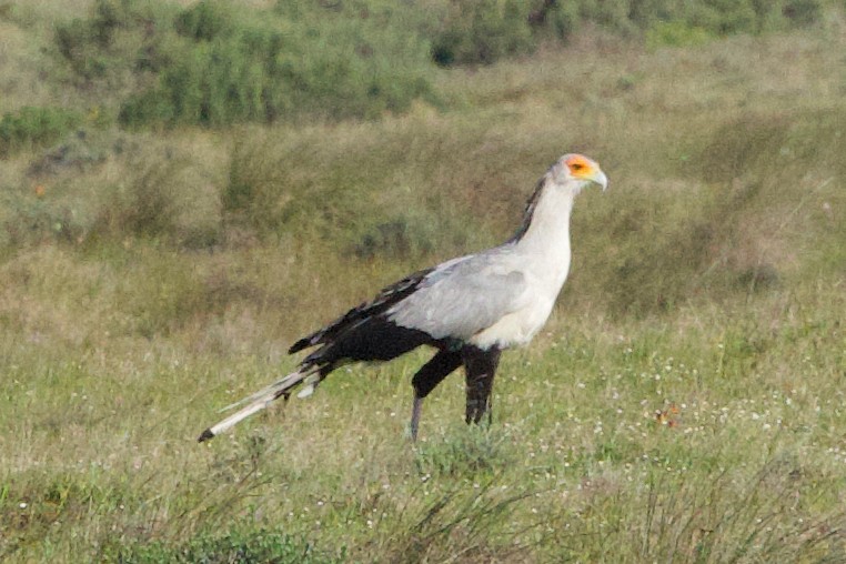 Secretarybird - ML624696872