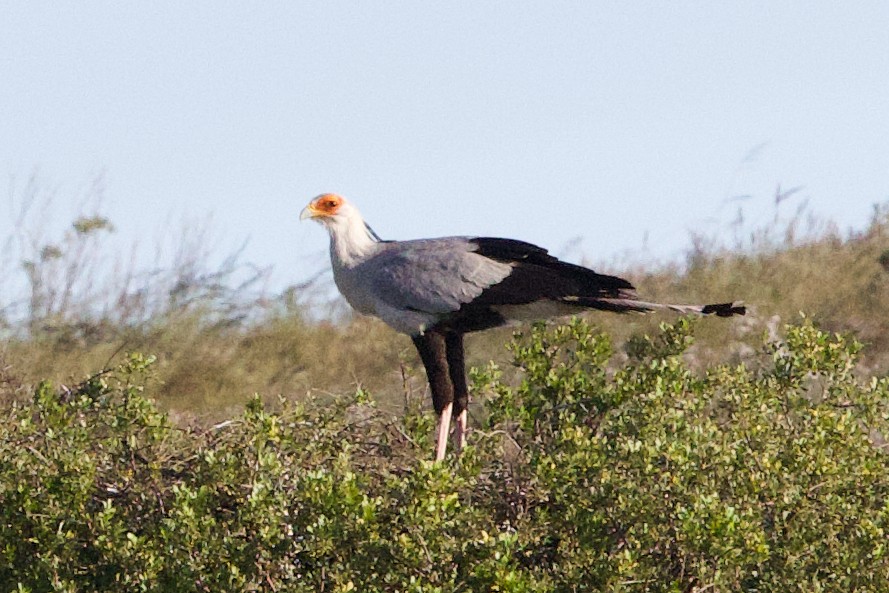 Secretarybird - ML624696873