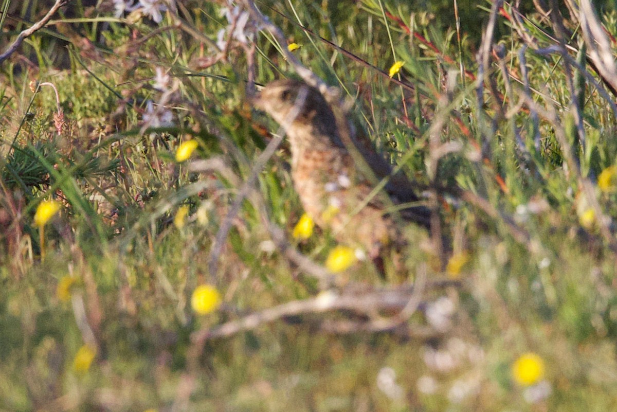 Cape Clapper Lark - ML624696890
