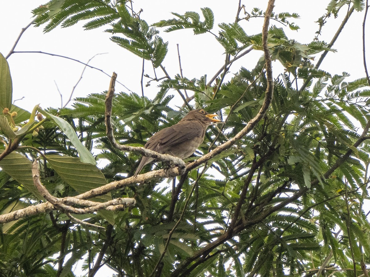 Lawrence's Thrush - ML624696907