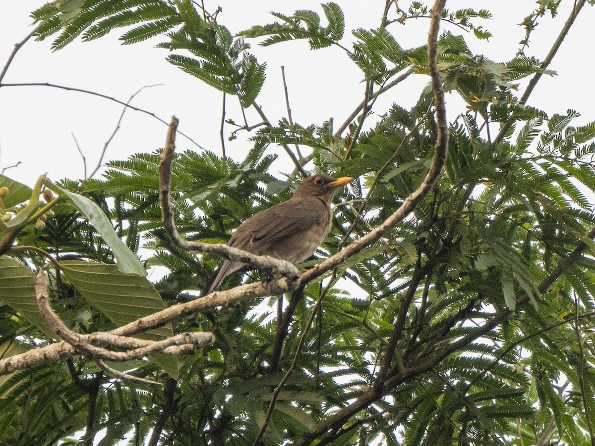 Lawrence's Thrush - ML624696911