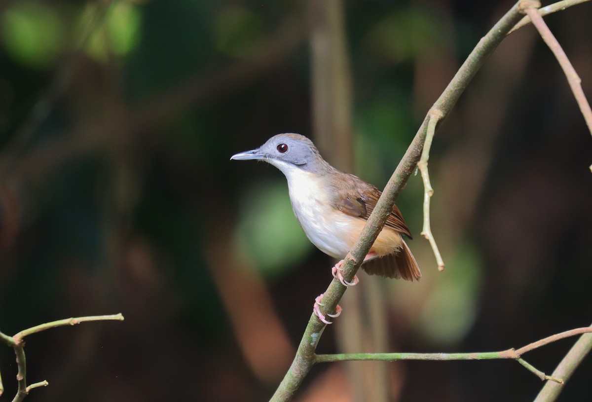 Short-tailed Babbler - ML624696913