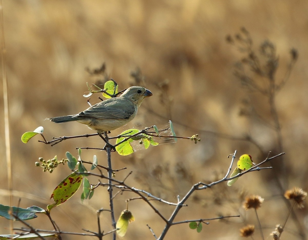 Plumbeous Seedeater - ML624696925