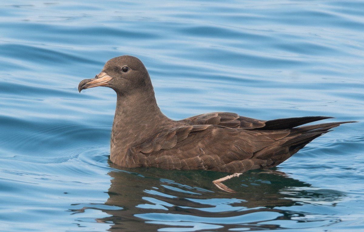 Puffin à pieds pâles - ML624696958