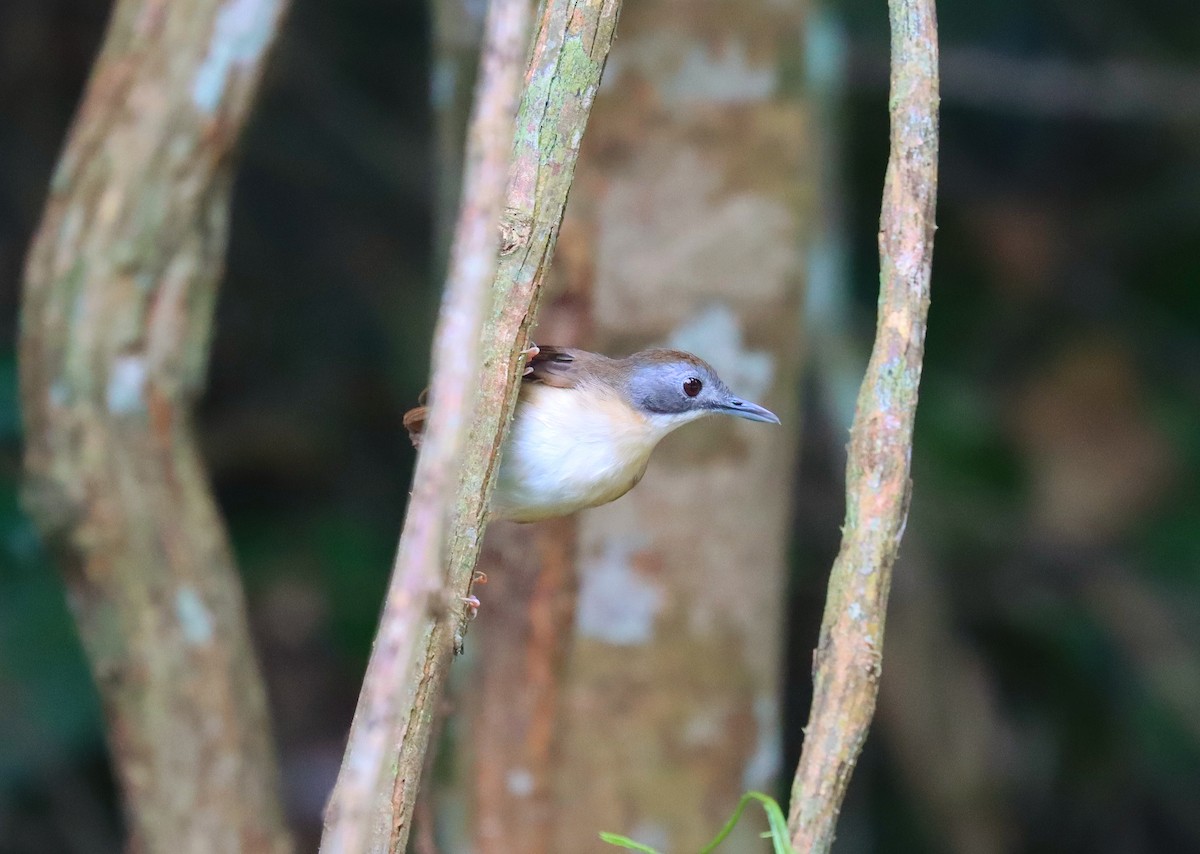 Short-tailed Babbler - ML624696959