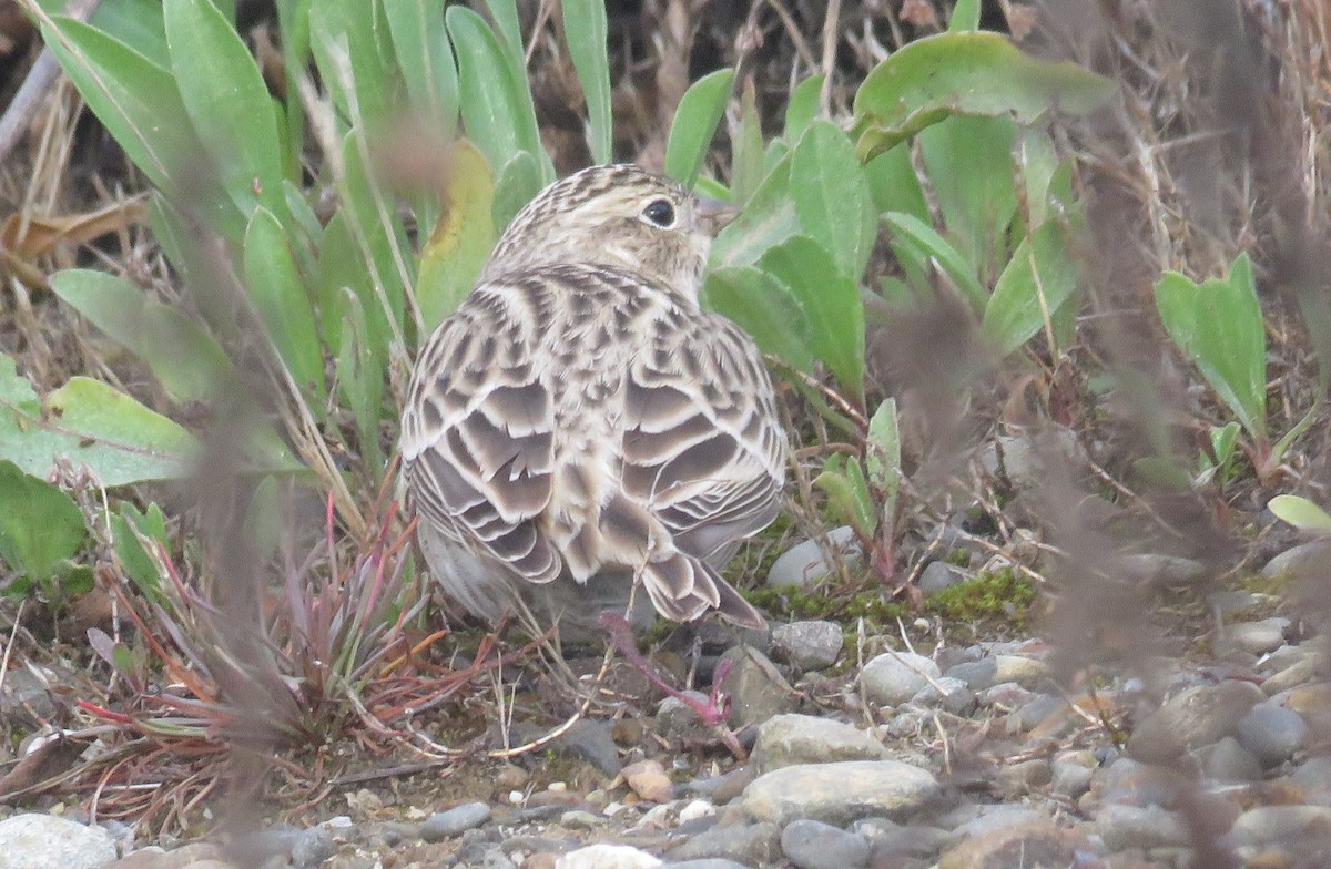 Chestnut-collared Longspur - ML624696964