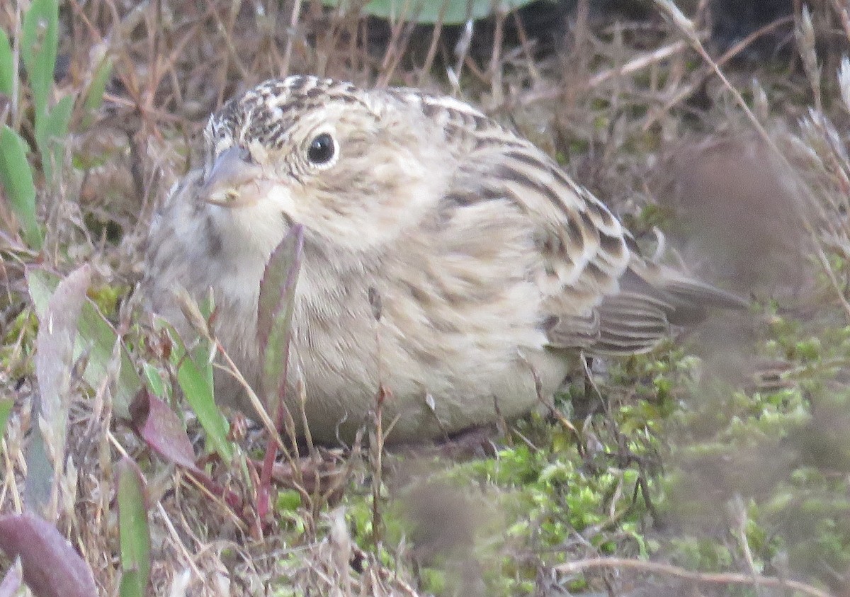 Chestnut-collared Longspur - ML624696966