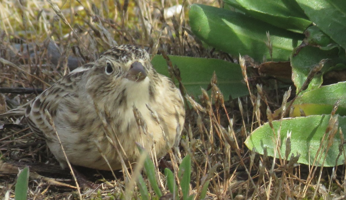 Chestnut-collared Longspur - ML624696997