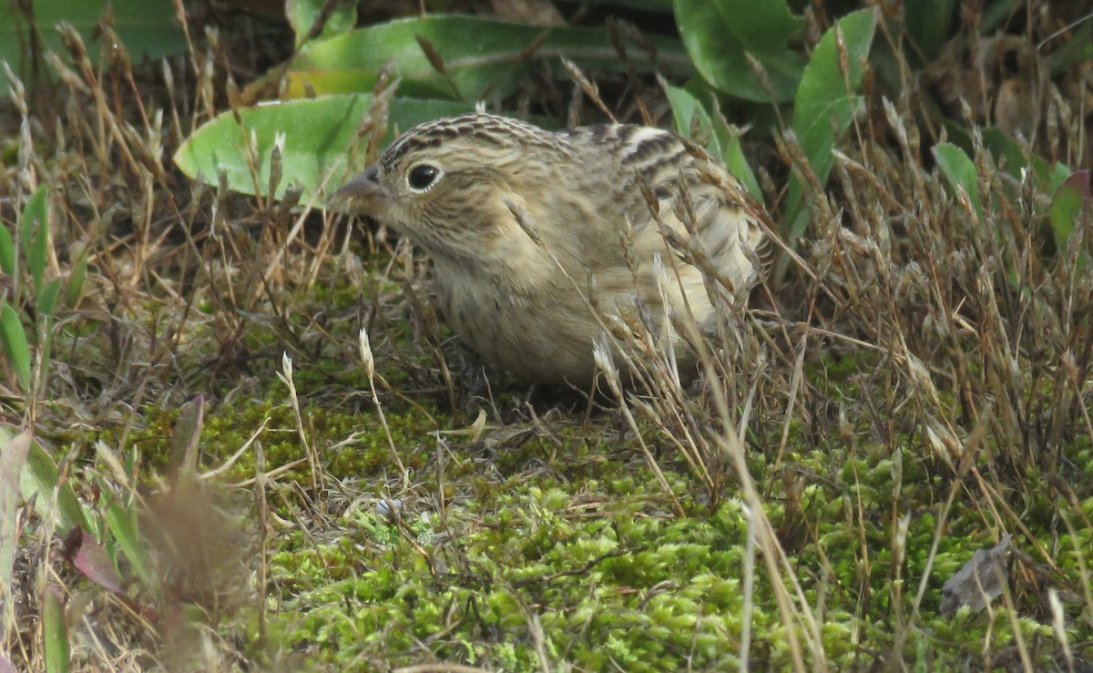 Chestnut-collared Longspur - ML624697003