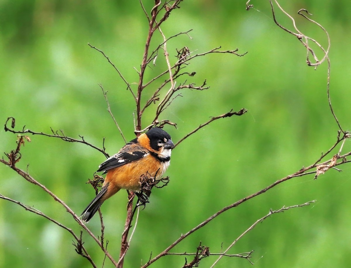 Rusty-collared Seedeater - ML624697077