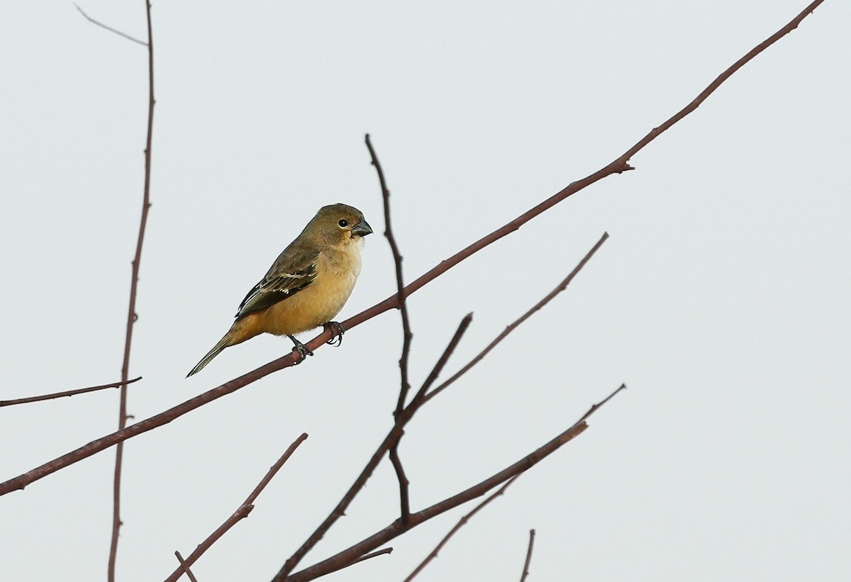 Rusty-collared Seedeater - ML624697181