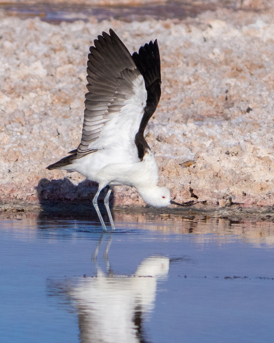 Andean Avocet - ML624697320