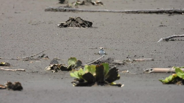 Collared Plover - ML624697321