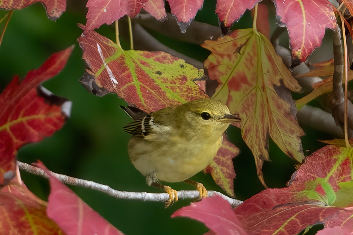 Blackpoll Warbler - ML624697452