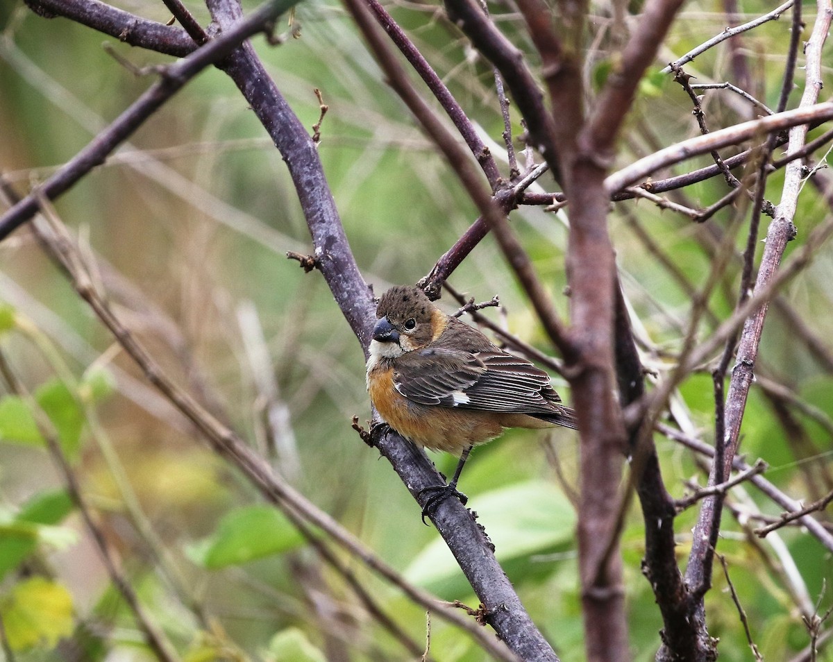 Rusty-collared Seedeater - ML624697501